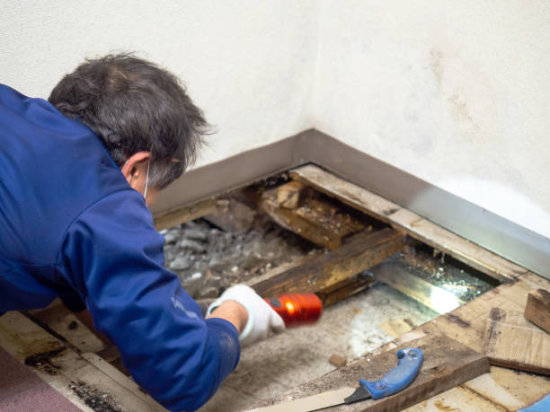 Reliable Wylie, TX Mold Removal Solutions