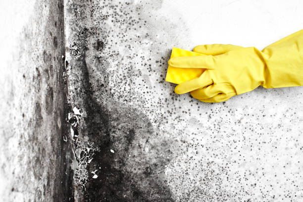Best Local Mold Removal Service  in Wylie, TX