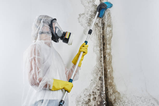 Best Mold Testing  in Wylie, TX