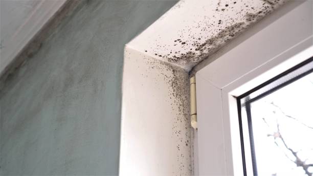Best Home Mold Removal  in Wylie, TX