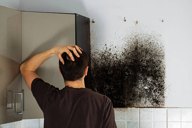 Best Commercial Mold Removal  in Wylie, TX