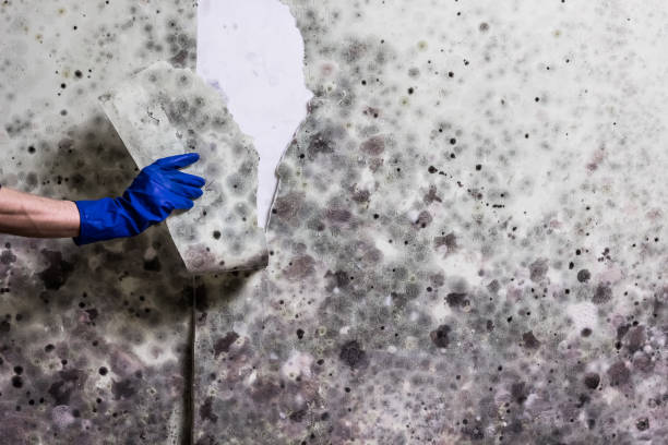 Best Emergency Mold Removal  in Wylie, TX