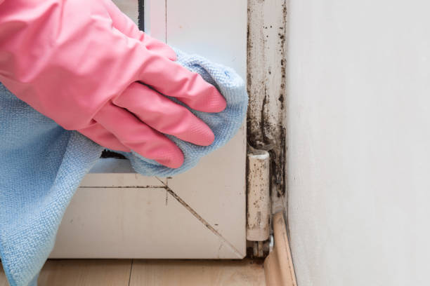 Best Mold Cleaning Services  in Wylie, TX