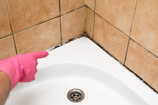 Best Mold Remediation  in Wylie, TX