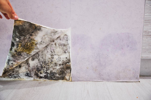 Best Professional Mold Removal  in Wylie, TX